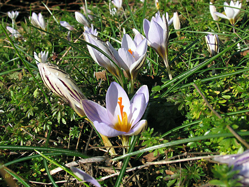 Crocus biflorus Miller / Zafferano selvatico